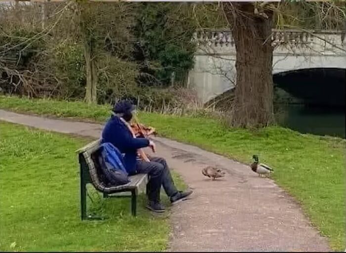 I Found A Man Playing The Violin For 2 Ducks