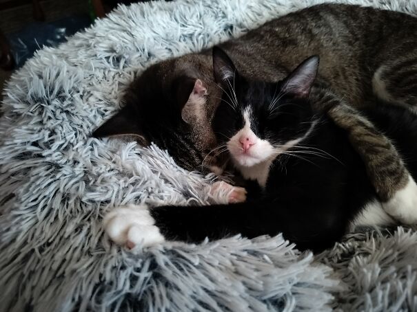 Sometimes Foster Failing Is The Best. Two Of Our Three Rescues, Now Bonded For Life