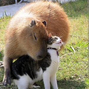 Capybara with a Cat
