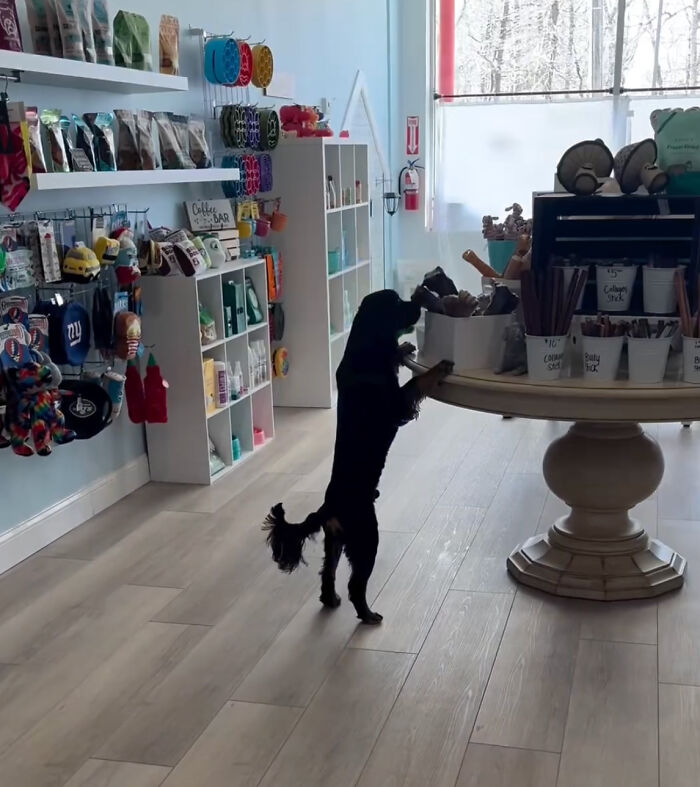 Misunderstood Doggies Can Finally Shop In Peace At This Pet Store