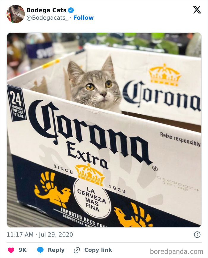Best-Convenience-Store-Bodega-Cats