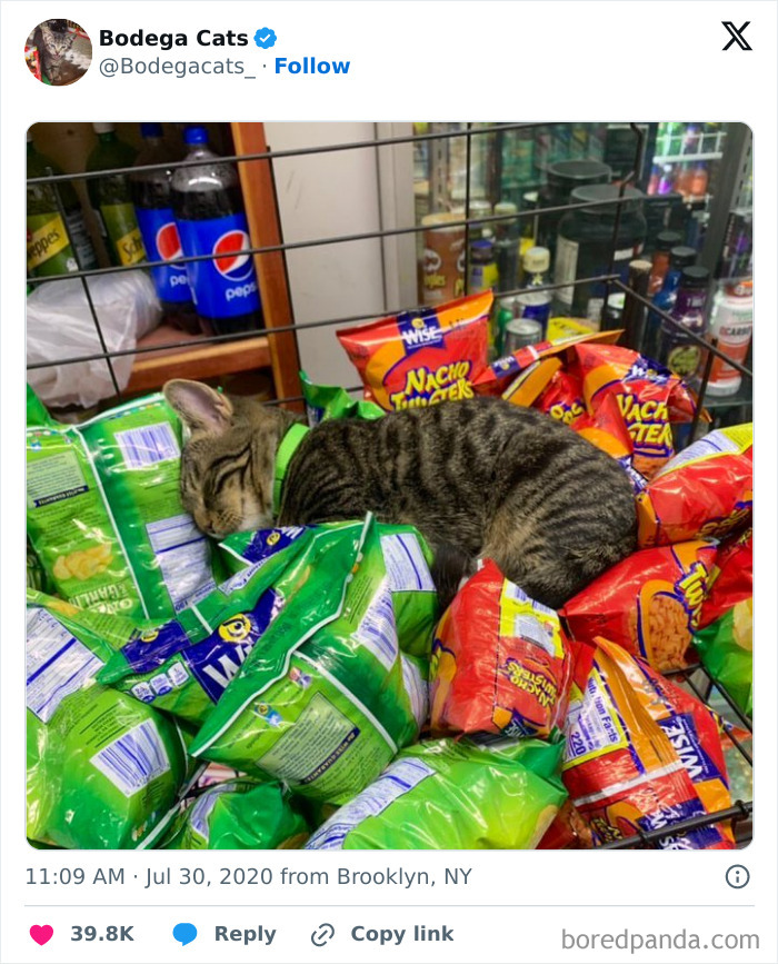 Best-Convenience-Store-Bodega-Cats