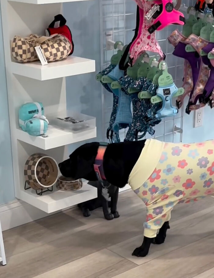 Misunderstood Doggies Can Finally Shop In Peace At This Pet Store