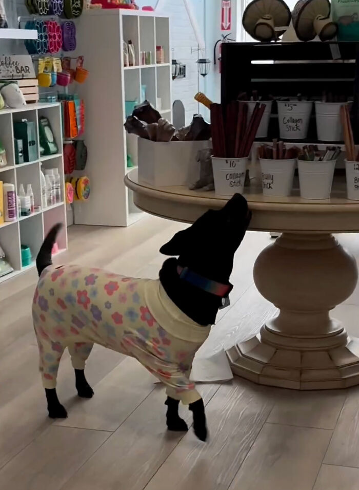 Reactive Dogs Are Now Able To Go On A Shopping Spree Thanks To Kind Pet Store Owner