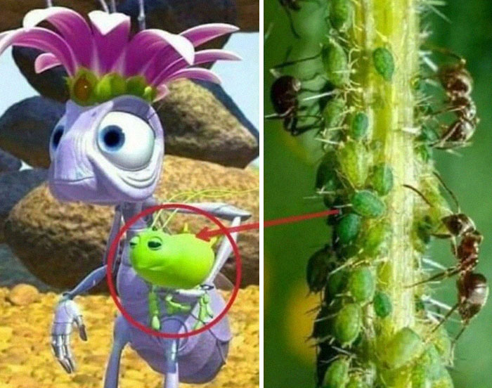 In A Bug's Life (1999), The Queen Is Seen To Have A Pet Named "Aphie" 
