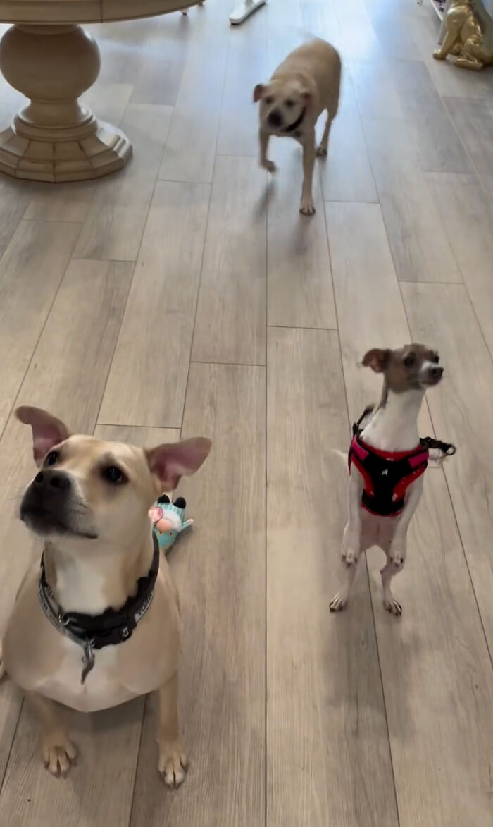 Reactive Dogs Are Now Able To Go On A Shopping Spree Thanks To Kind Pet Store Owner