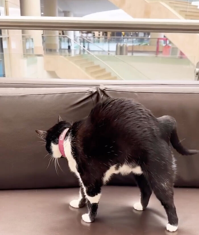 Pet Shop Rescues Stray Cat And Gives Her The Best Life At The Mall Pet Shop Rescues Stray Cat And Gives Her The Best Life At The Mall