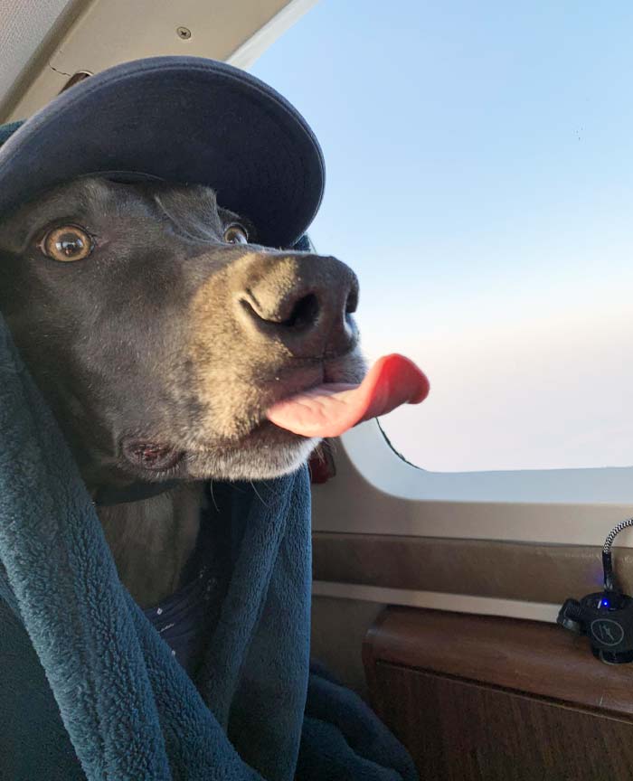 My Dog's First Time On A Plane
