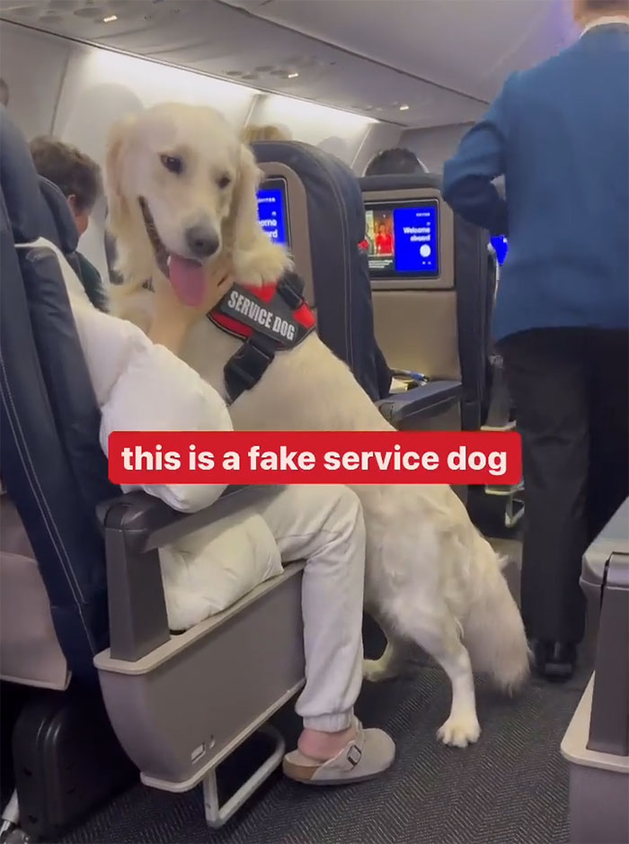 “Total BS”: Passengers Tired Of “Fake Service Dogs” Causing Trouble On Flights “Total BS”: Passengers Tired Of “Fake Service Dogs” Causing Trouble On Flights