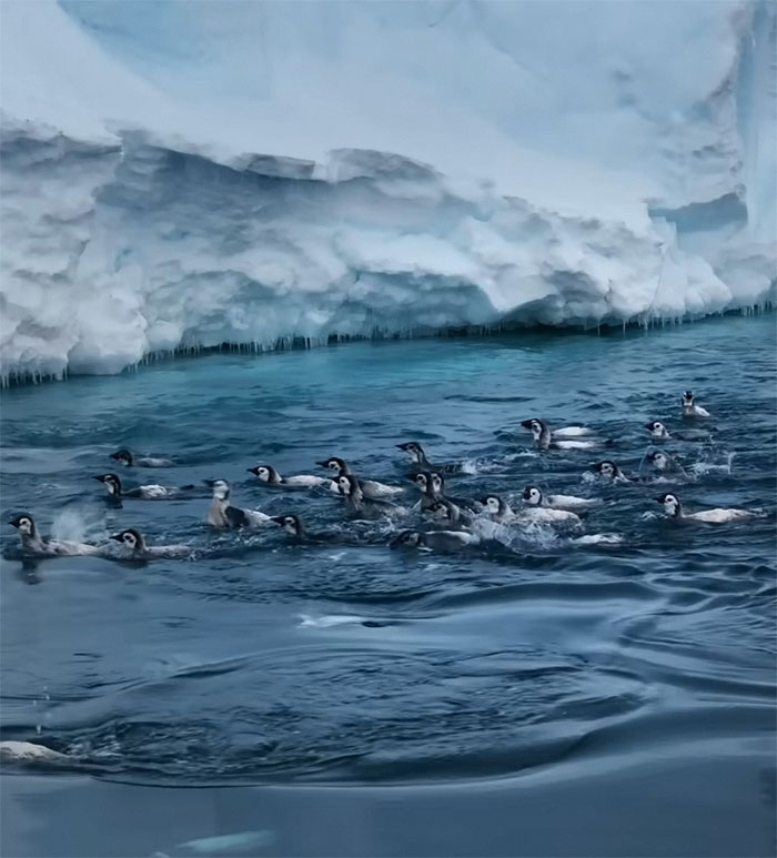 Record-Breaking Footage Captures Hundreds Of Baby Penguins Diving From 50-Foot Cliff