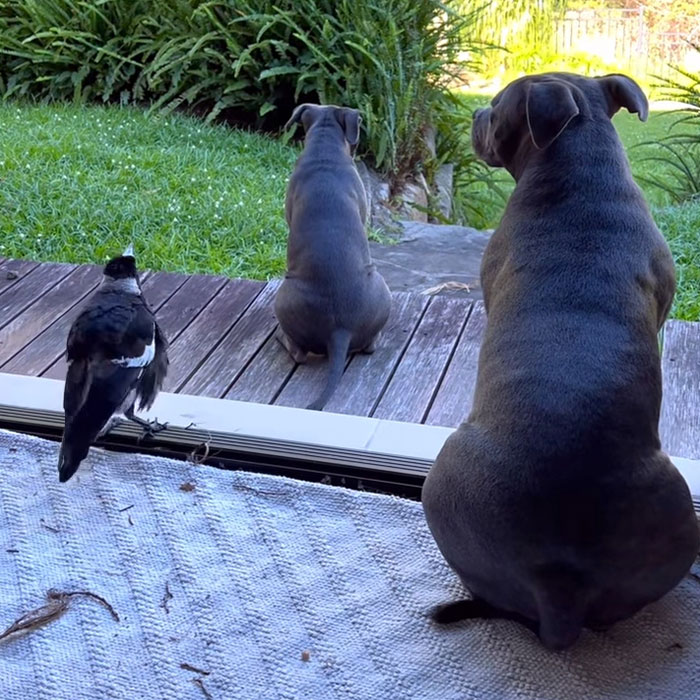 Molly The Magpie Reunites With Family After Forcibly Being Taken Away From Home