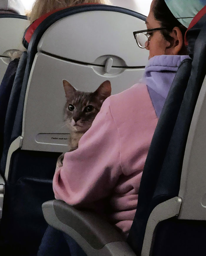 I Spent The Whole 2 Hours Of My Flight Looking At This Feline Flyer
