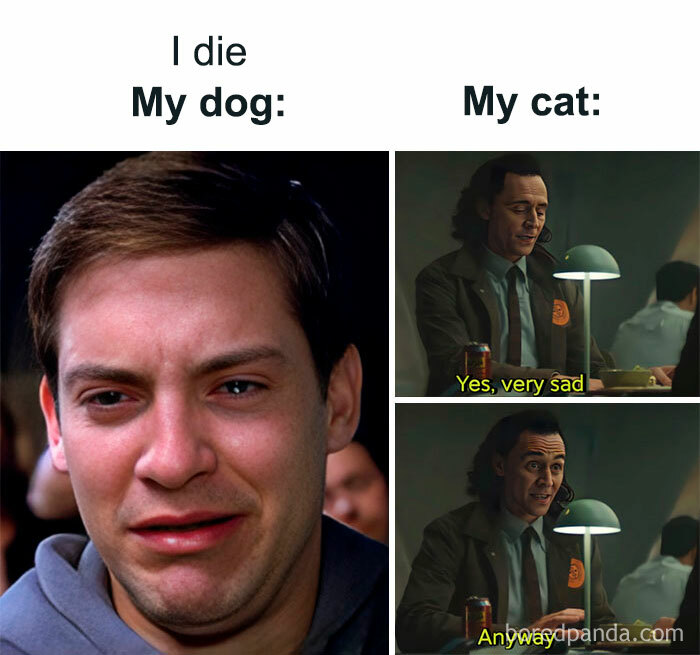 Dogs Or Cats? 🥺