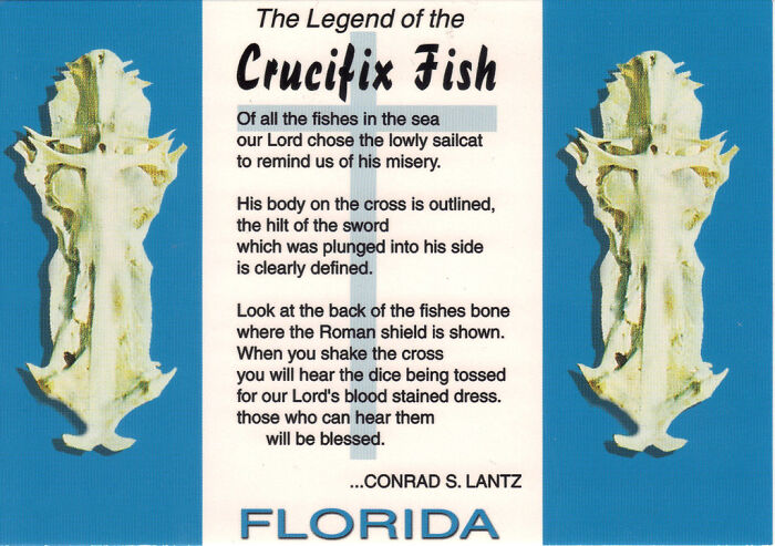 I Have Found 2 Crucifix Fish On The Same Florida Beach