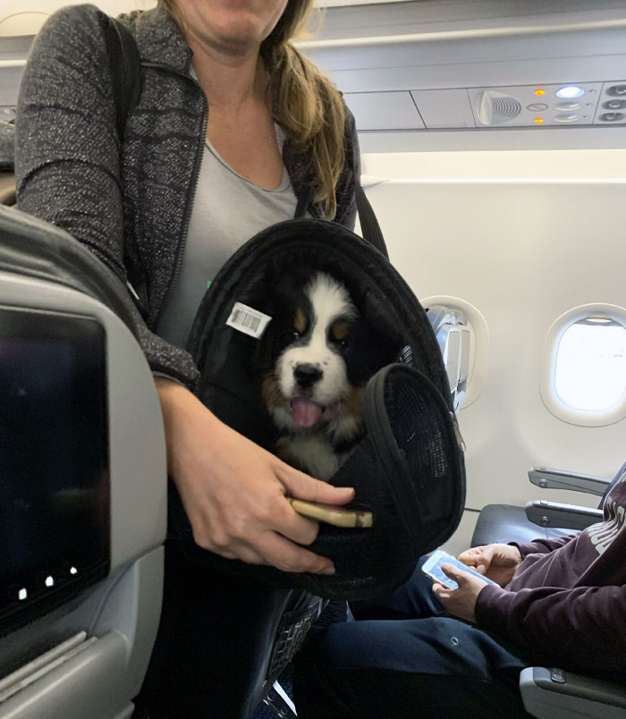 Plane Puppy