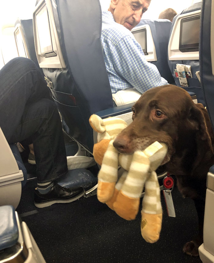 Good Boy’s Toy Doesn’t Fit In The Overhead Compartment