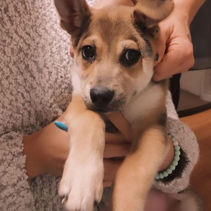 “Yeah, I Shot Your Dog”: Angie Harmon “Traumatized” After Instacart Driver Kills Family Pet “Yeah, I Shot Your Dog”: Angie Harmon “Traumatized” After Instacart Driver Kills Family Pet