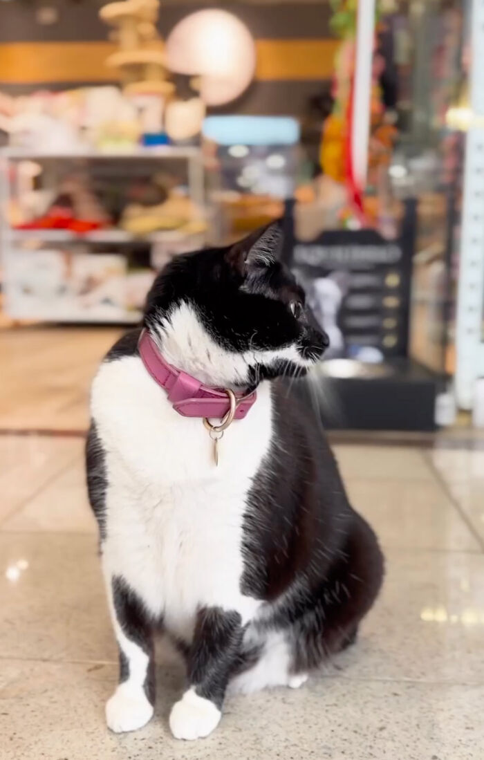Pet Shop Rescues Stray Cat And Gives Her The Best Life At The Mall Pet Shop Rescues Stray Cat And Gives Her The Best Life At The Mall