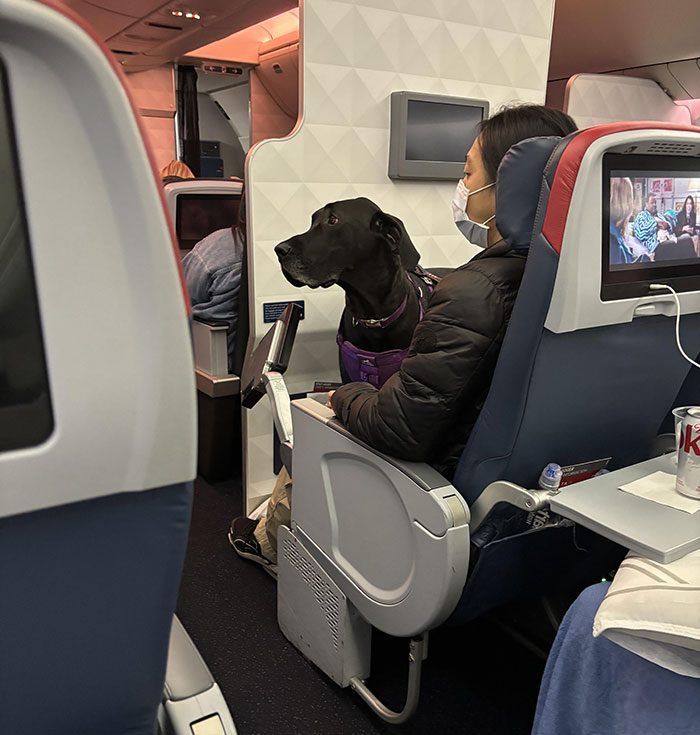 “Total BS”: Passengers Tired Of “Fake Service Dogs” Causing Trouble On Flights “Total BS”: Passengers Tired Of “Fake Service Dogs” Causing Trouble On Flights