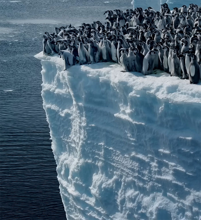 Record-Breaking Footage Captures Hundreds Of Baby Penguins Diving From 50-Foot Cliff