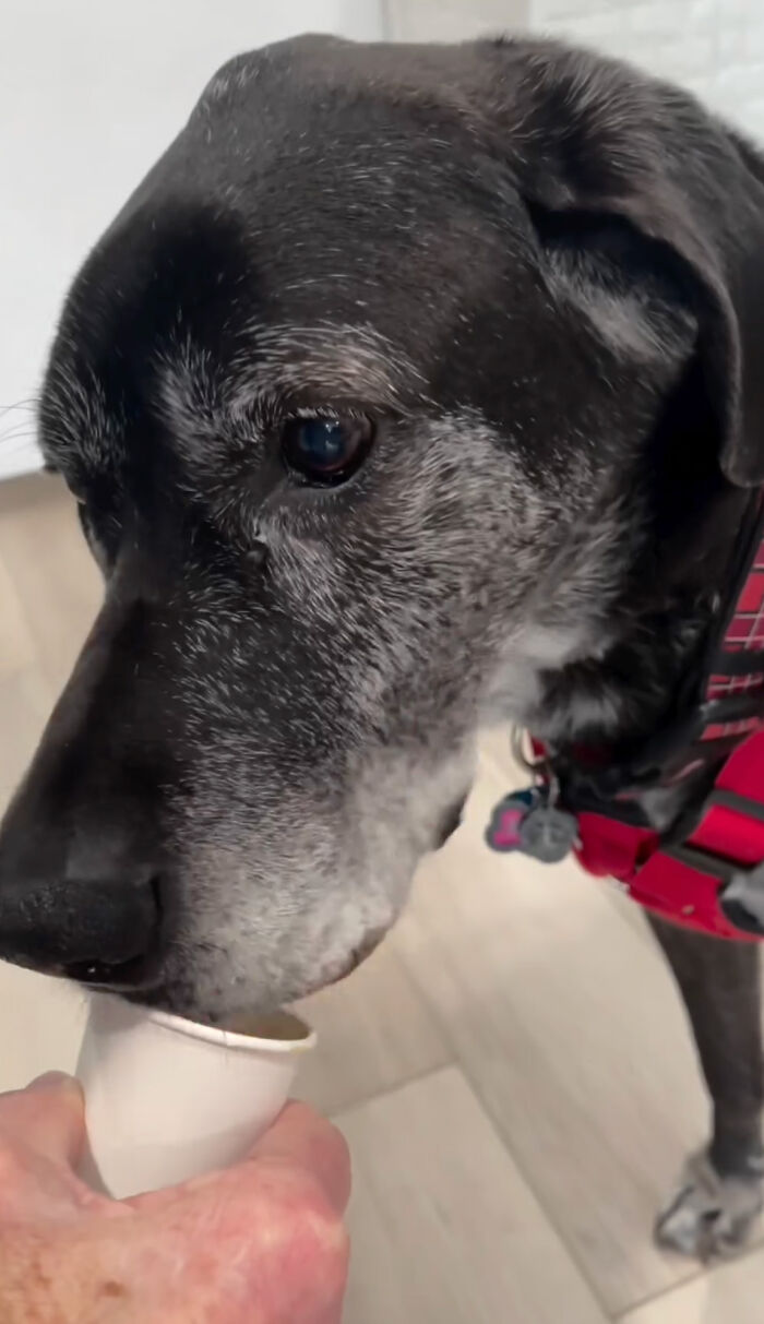 Misunderstood Doggies Can Finally Shop In Peace At This Pet Store