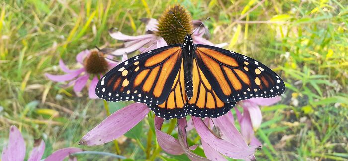 Unable To Migrate To Mexico, A Monarch Butterfly Found A New Home With A Loving Family In Canada Unable To Migrate To Mexico, A Monarch Butterfly Found A New Home With A Loving Family In Canada