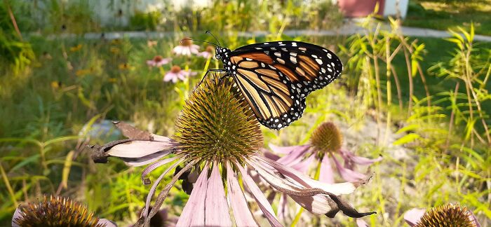 Unable To Migrate To Mexico, A Monarch Butterfly Found A New Home With A Loving Family In Canada Unable To Migrate To Mexico, A Monarch Butterfly Found A New Home With A Loving Family In Canada