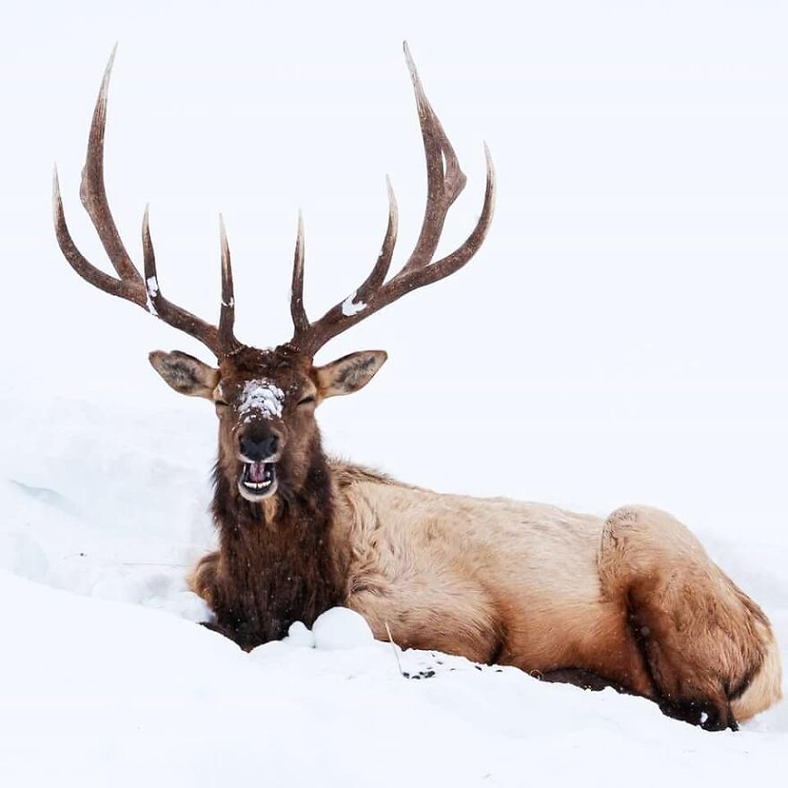 39 Incredible Wildlife Photos Captured By Talented Photographer Joe Neely