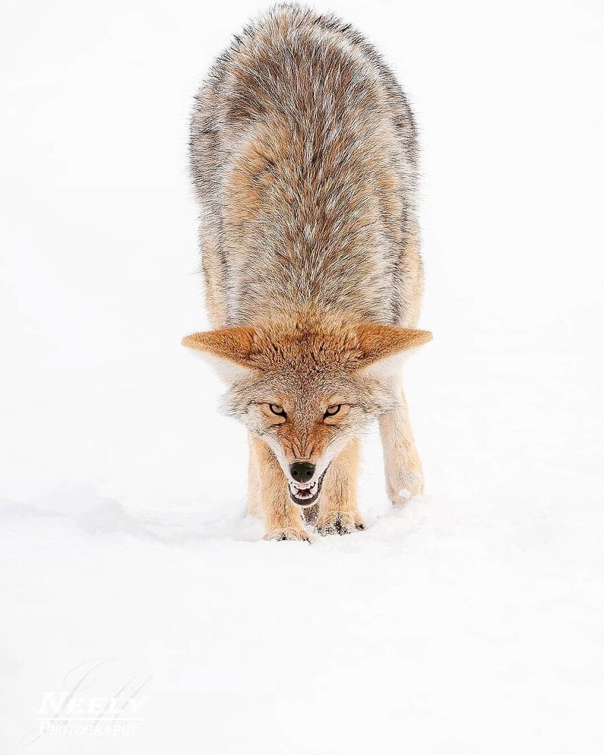 39 Incredible Wildlife Photos Captured By Talented Photographer Joe Neely