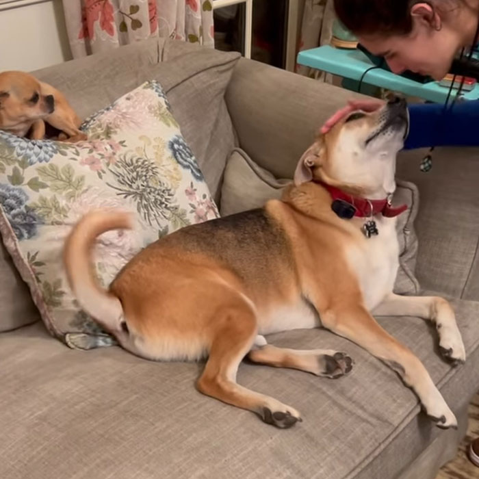 “Yeah, I Shot Your Dog”: Angie Harmon “Traumatized” After Instacart Driver Kills Family Pet “Yeah, I Shot Your Dog”: Angie Harmon “Traumatized” After Instacart Driver Kills Family Pet