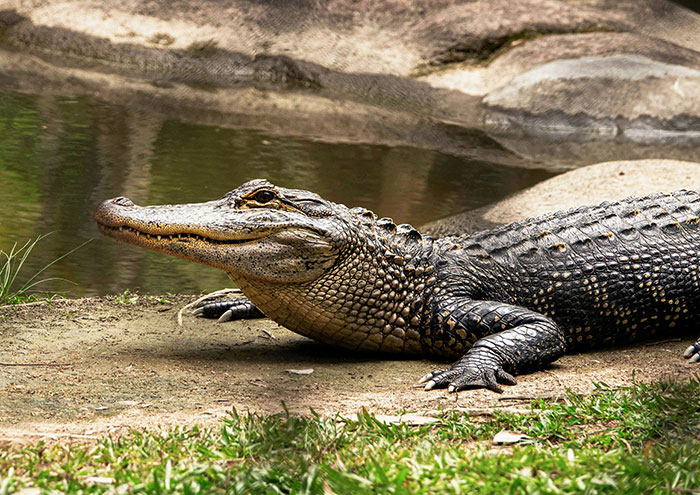 Failed “Forest City” Mega-Project Is Now Reportedly Filled With Crocodiles