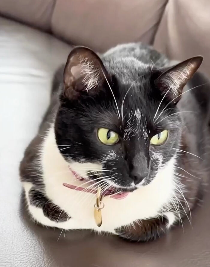 Pet Shop Rescues Stray Cat And Gives Her The Best Life At The Mall Pet Shop Rescues Stray Cat And Gives Her The Best Life At The Mall