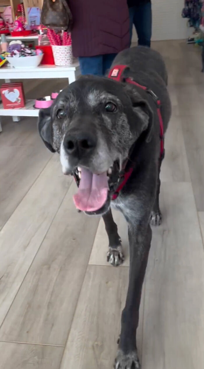 Misunderstood Doggies Can Finally Shop In Peace At This Pet Store