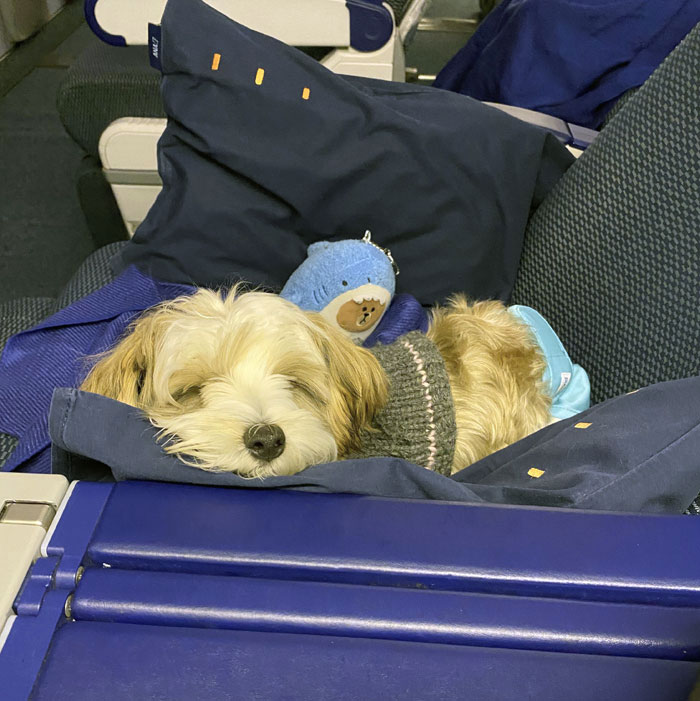 Puppy Was Sleeping Peacefully The Whole Flight