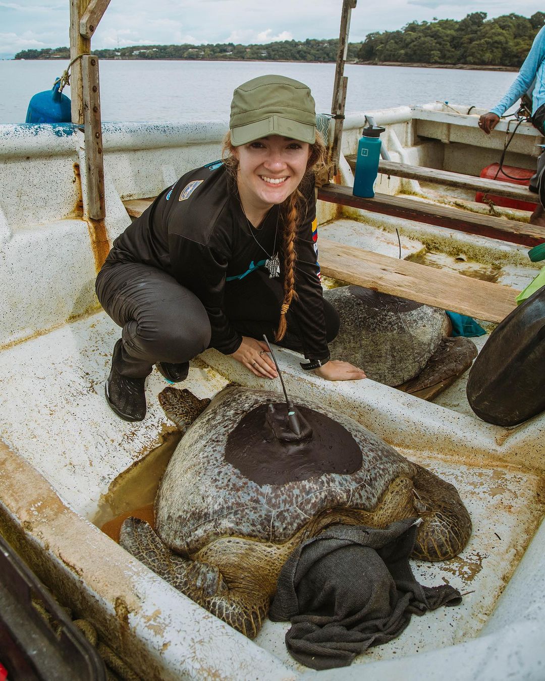 Turtle Tagging Is Making An Important Contribution To Protect Vulnerable Marine Species