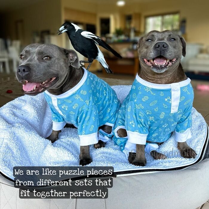 “Molly Is Happy And Healthy”: Family Shares Bittersweet Update After Their Magpie Was Forcibly Removed From Home With Doggy BFF “Molly Is Happy And Healthy”: Family Shares Bittersweet Update After Their Magpie Was Forcibly Removed From Home With Doggy BFF