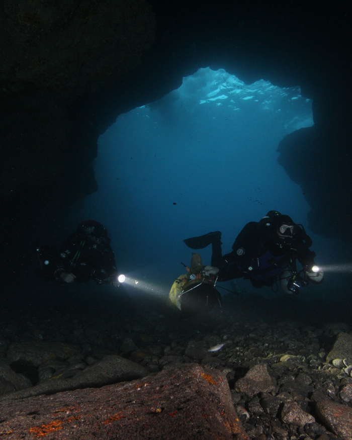 Scientists In New Zealand Have Discovered More Than 100 New Species, Including From Unseen Genus