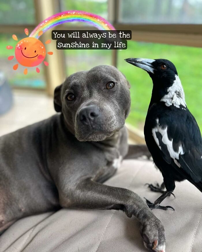 Molly The Magpie Is Returning Home After Online Battle To Reunite Him With Beloved Doggy BFF Molly The Magpie Is Returning Home After Online Battle To Reunite Him With Beloved Doggy BFF