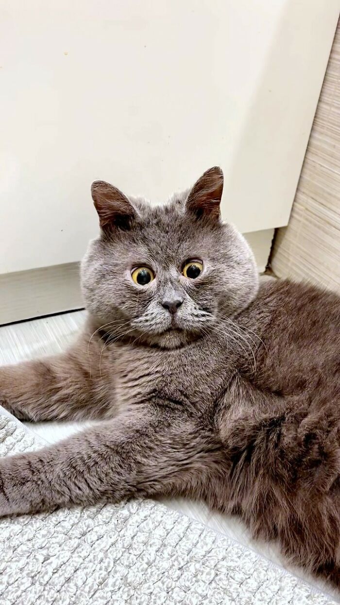 A Slightly Strange And Funny-Looking Cat Continues To Win Hearts Online (New Pics)
