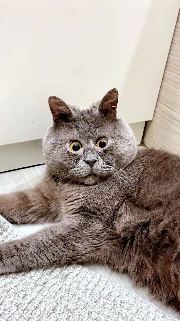 A Slightly Strange And Funny-Looking Cat Continues To Win Hearts Online (New Pics) A Slightly Strange And Funny-Looking Cat Continues To Win Hearts Online (New Pics)
