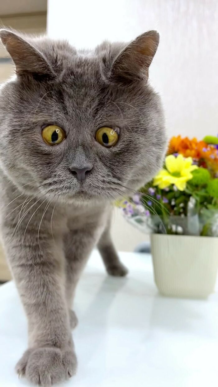 A Slightly Strange And Funny-Looking Cat Continues To Win Hearts Online (New Pics) A Slightly Strange And Funny-Looking Cat Continues To Win Hearts Online (New Pics)