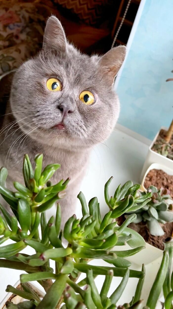 A Slightly Strange And Funny-Looking Cat Continues To Win Hearts Online (New Pics) A Slightly Strange And Funny-Looking Cat Continues To Win Hearts Online (New Pics)