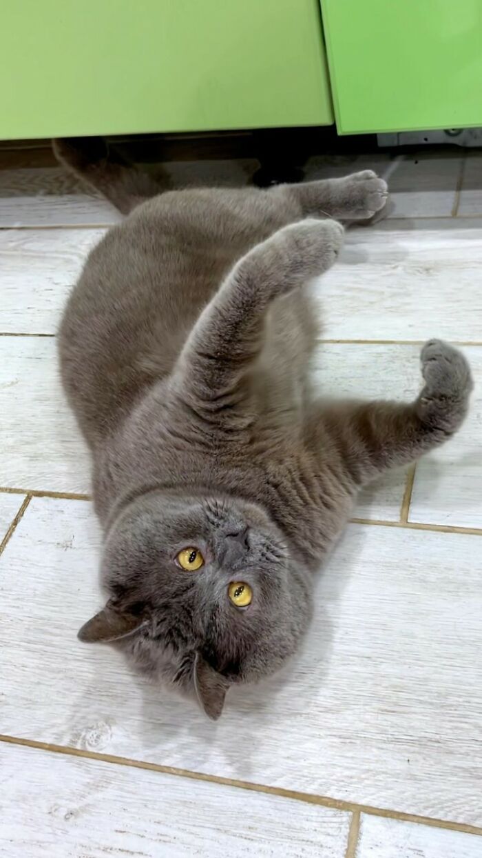 A Slightly Strange And Funny-Looking Cat Continues To Win Hearts Online (New Pics) A Slightly Strange And Funny-Looking Cat Continues To Win Hearts Online (New Pics)