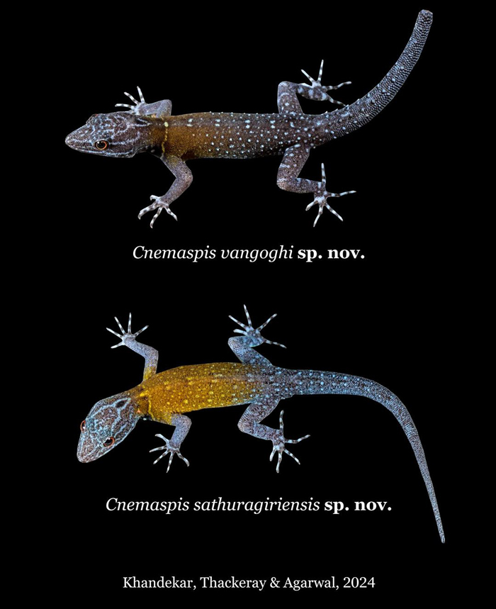 Biologist’s First Thought After Seeing This New Gecko Species Is “Starry Night”, Names It “Vangoghi”