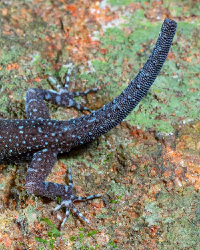 Biologist’s First Thought After Seeing This New Gecko Species Is “Starry Night”, Names It “Vangoghi”