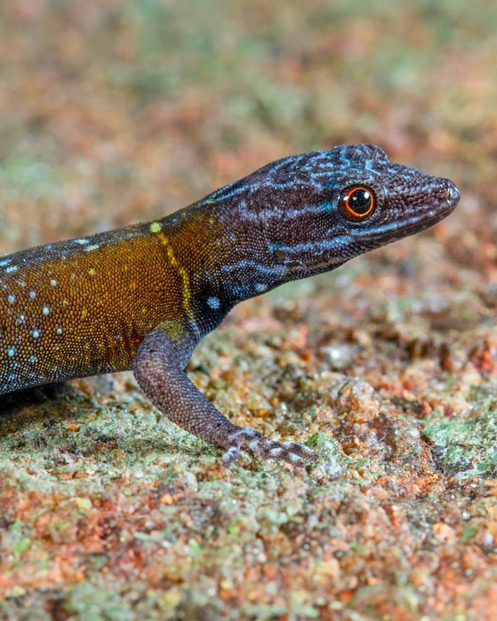 Biologist’s First Thought After Seeing This New Gecko Species Is “Starry Night”, Names It “Vangoghi”