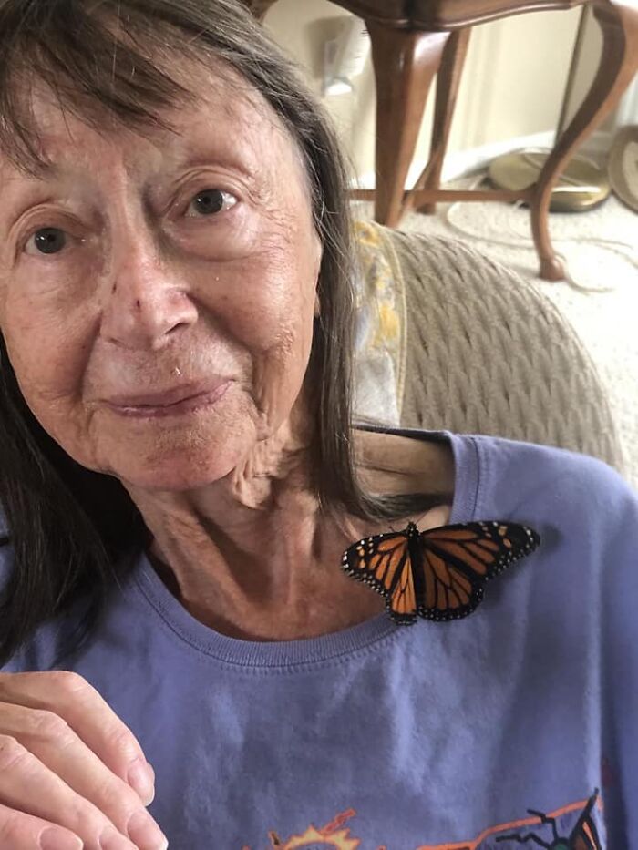 Unable To Migrate To Mexico, A Monarch Butterfly Found A New Home With A Loving Family In Canada Unable To Migrate To Mexico, A Monarch Butterfly Found A New Home With A Loving Family In Canada