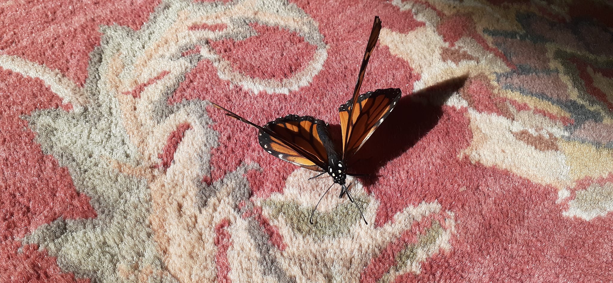 Unable To Migrate To Mexico, A Monarch Butterfly Found A New Home With A Loving Family In Canada Unable To Migrate To Mexico, A Monarch Butterfly Found A New Home With A Loving Family In Canada