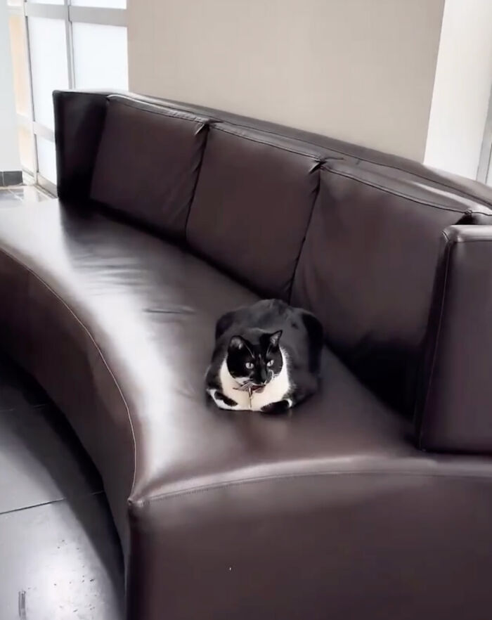 Pet Shop Rescues Stray Cat And Gives Her The Best Life At The Mall Pet Shop Rescues Stray Cat And Gives Her The Best Life At The Mall