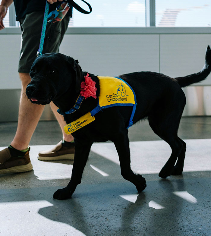 “Total BS”: Passengers Tired Of “Fake Service Dogs” Causing Trouble On Flights